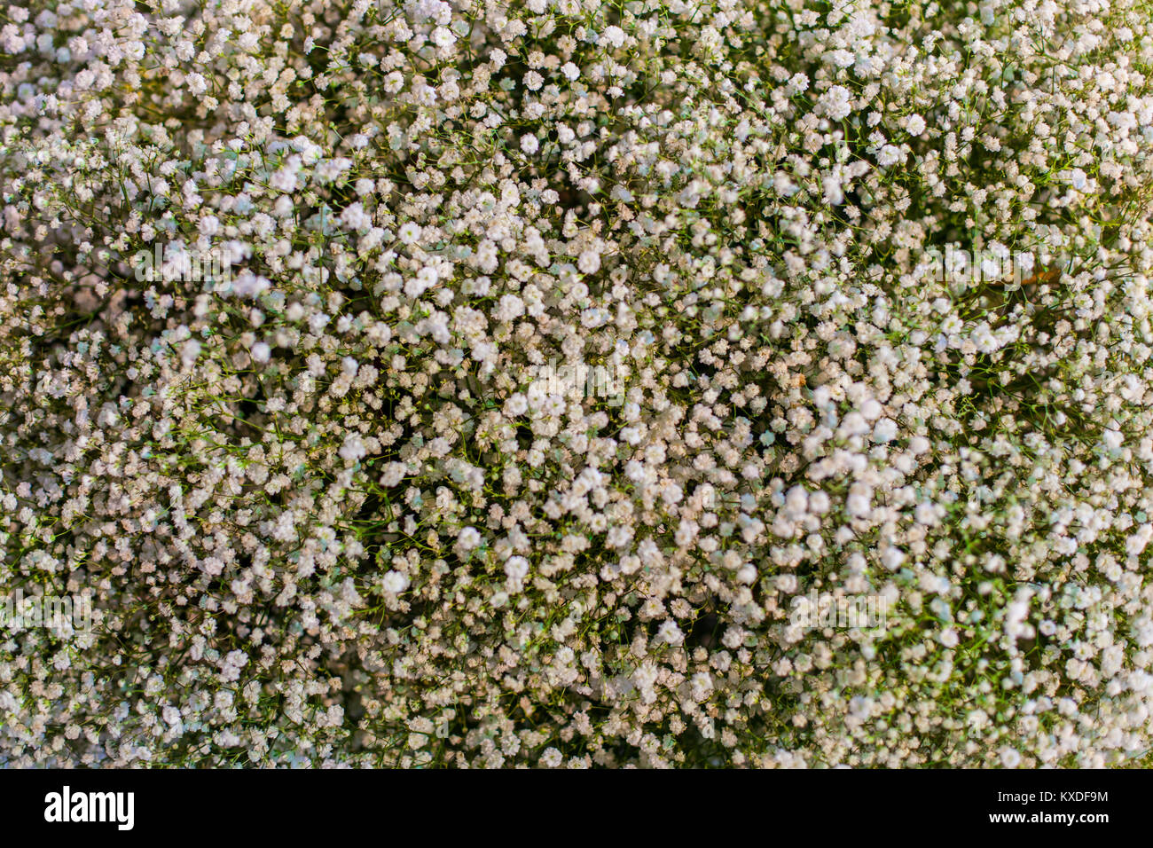 Molti rami con piccoli fiori bianchi per mazzi. Foto Stock