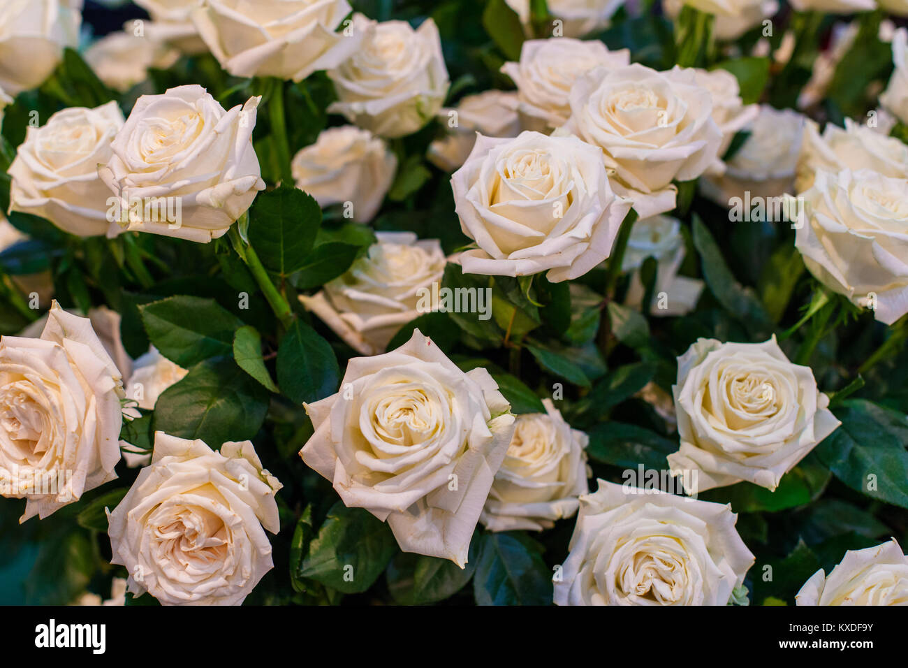 Gran bel bouquet di rose delicato. Una confessione, un dono. Foto Stock