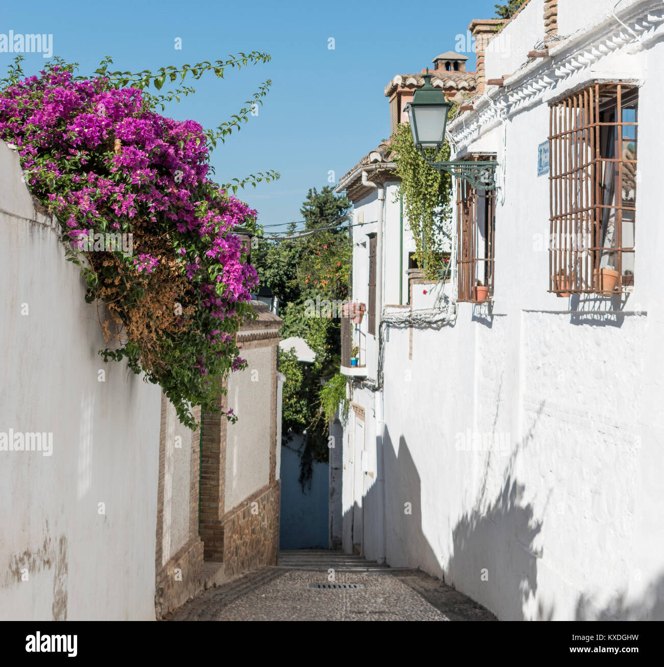 Il Bougainvillea strapiombanti pareti dipinte di bianco nel quartiere Albaicin di Granada, Spagna. Foto Stock