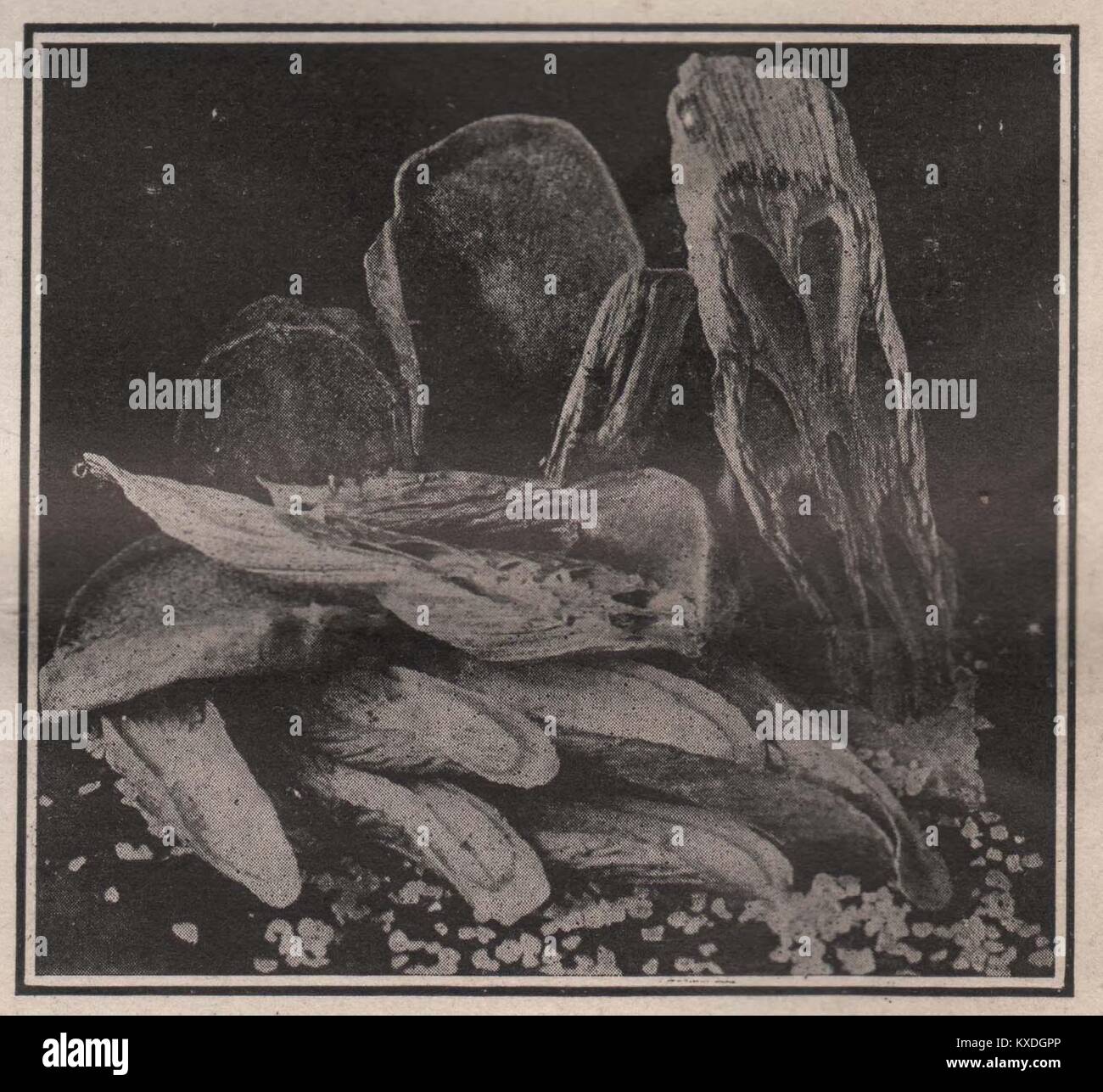 Secchi ortaggi giapponese utilizzato come razioni di esercito Foto Stock