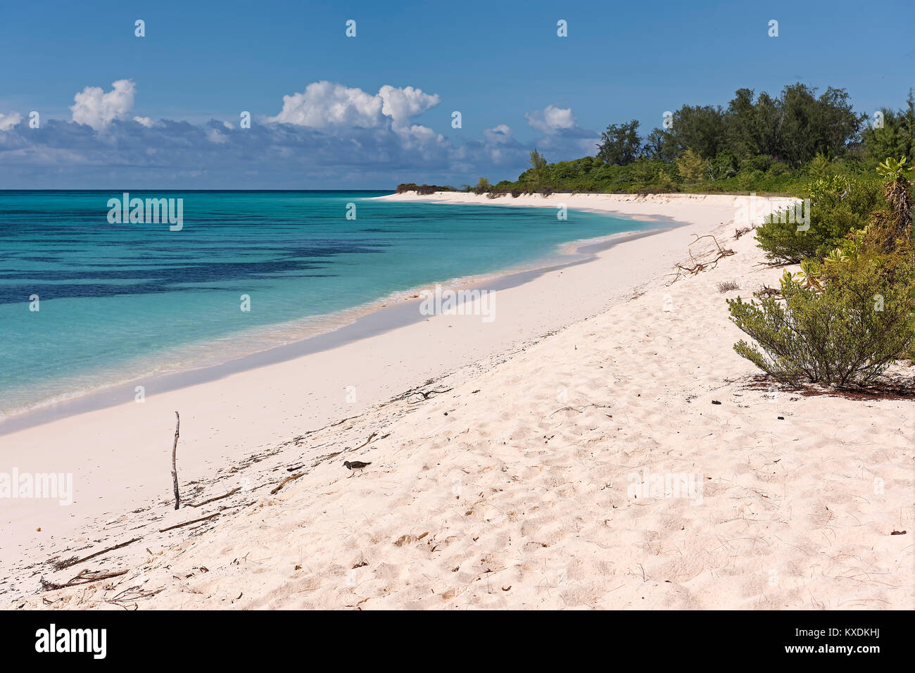 Spiaggia di sabbia sulla spiaggia di Isola degli uccelli, Seychelles, Oceano Indiano Foto Stock