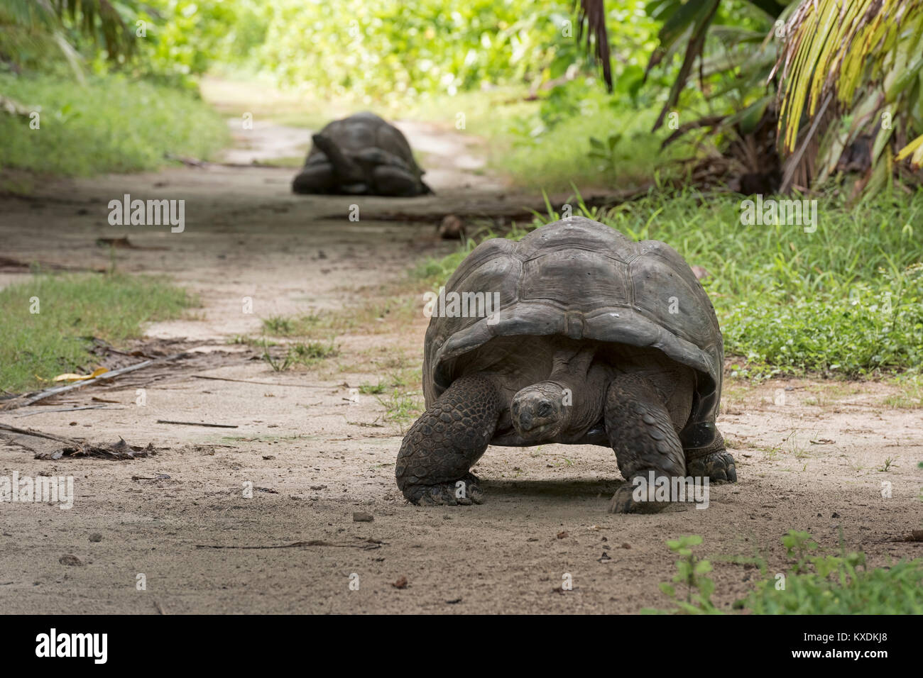 Il gigante di Aldabra Tortoisen (Aldabrachelys gigantea) su Bird Island, Seychelles, Oceano Indiano Foto Stock