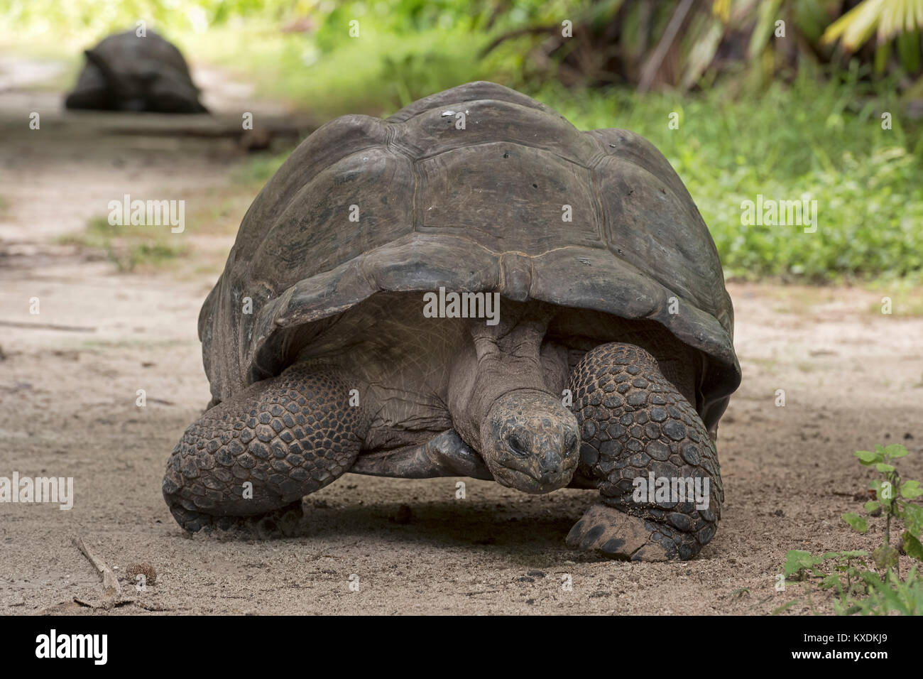 Il gigante di Aldabra Tortoisen (Aldabrachelys gigantea) su Bird Island, Seychelles, Oceano Indiano Foto Stock