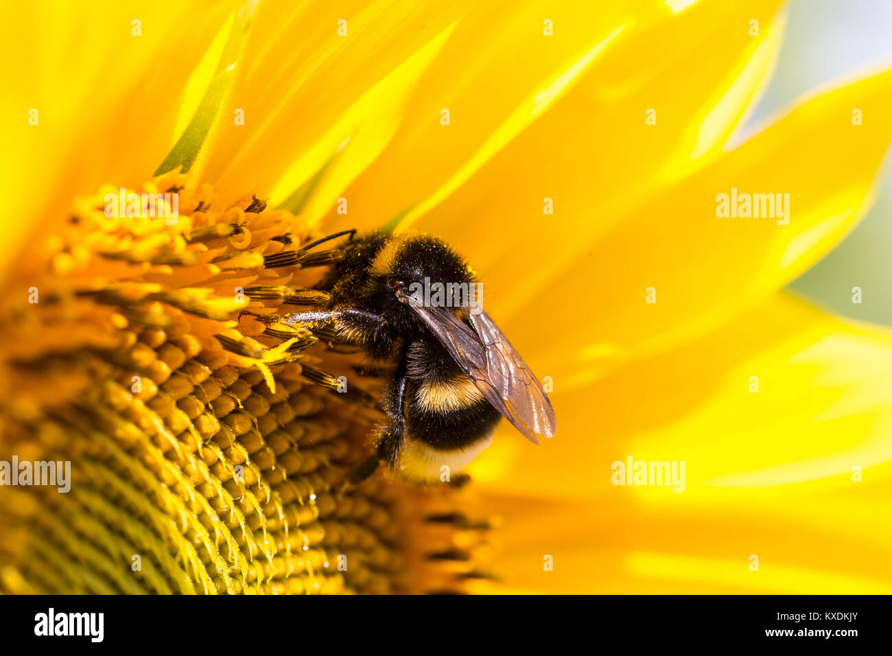Girasole (Helianthus annuus), Bumblebee (Bombus), Baviera, Germania Foto Stock