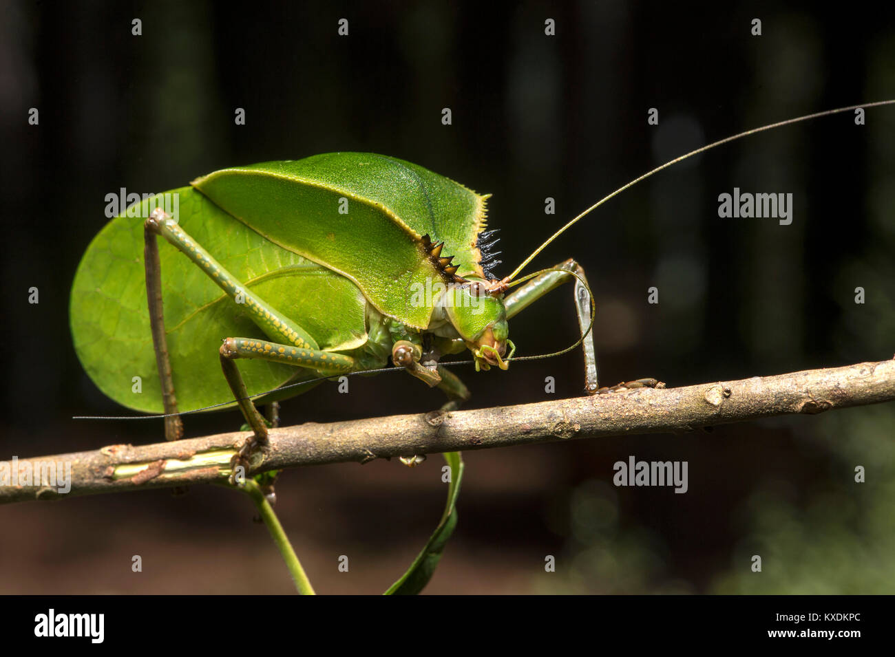 Fogliame locust (Tettigoniidae), phytomimesis, forma e aspetto di una foglia per il camuffamento, Anjozorobe Parco Nazionale Foto Stock