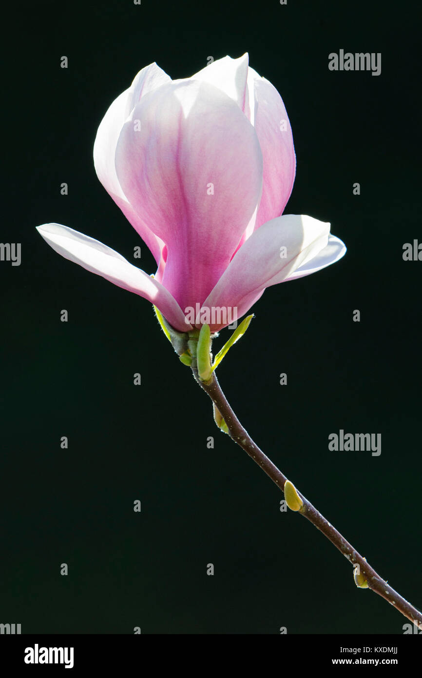 Fioritura di Magnolia Cinese (Magnolia soulangeana x), Amabilis forma di cultura, Germania Foto Stock