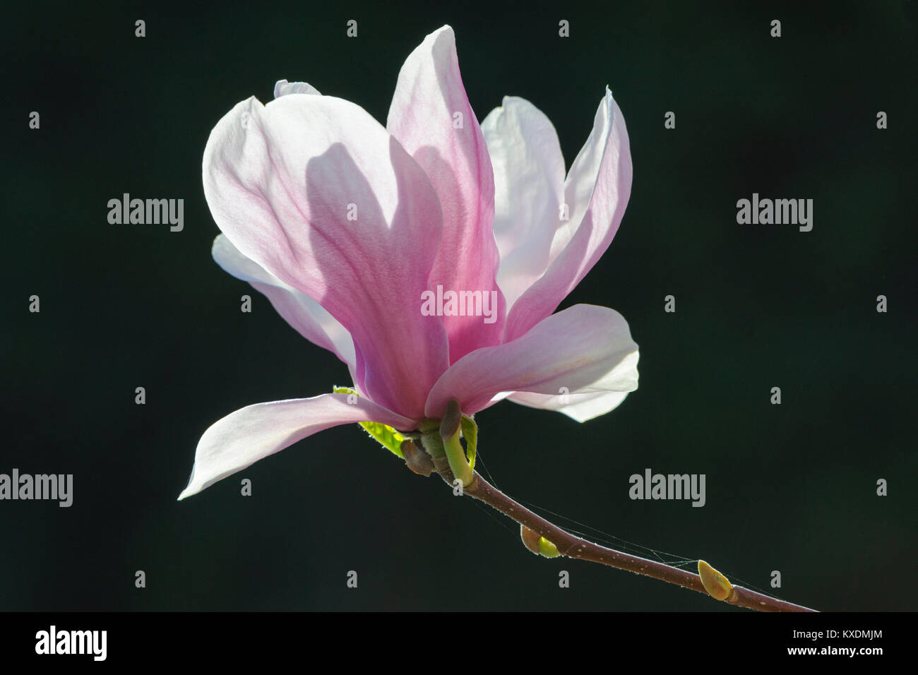 Fioritura di Magnolia Cinese (Magnolia soulangeana x), Amabilis forma di cultura, Germania Foto Stock