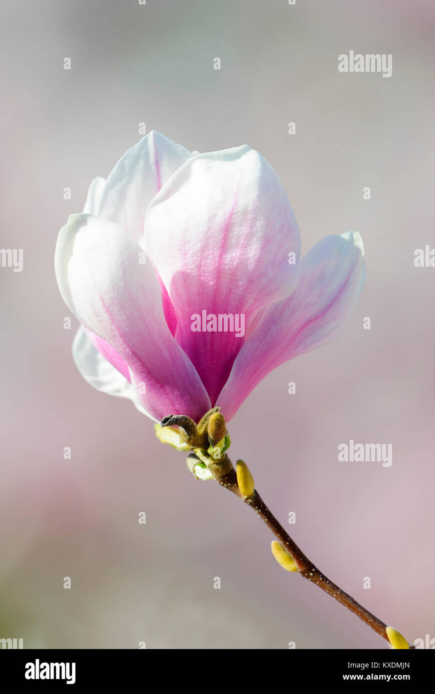 Fioritura di Magnolia Cinese (Magnolia soulangeana x), Amabilis forma di cultura, Germania Foto Stock