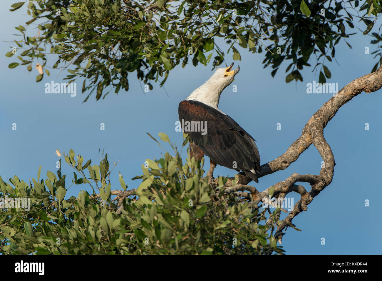 African African fish eagle (Haliaeetus vocifer), Chobe River Front, Chobe District, Botswana Foto Stock