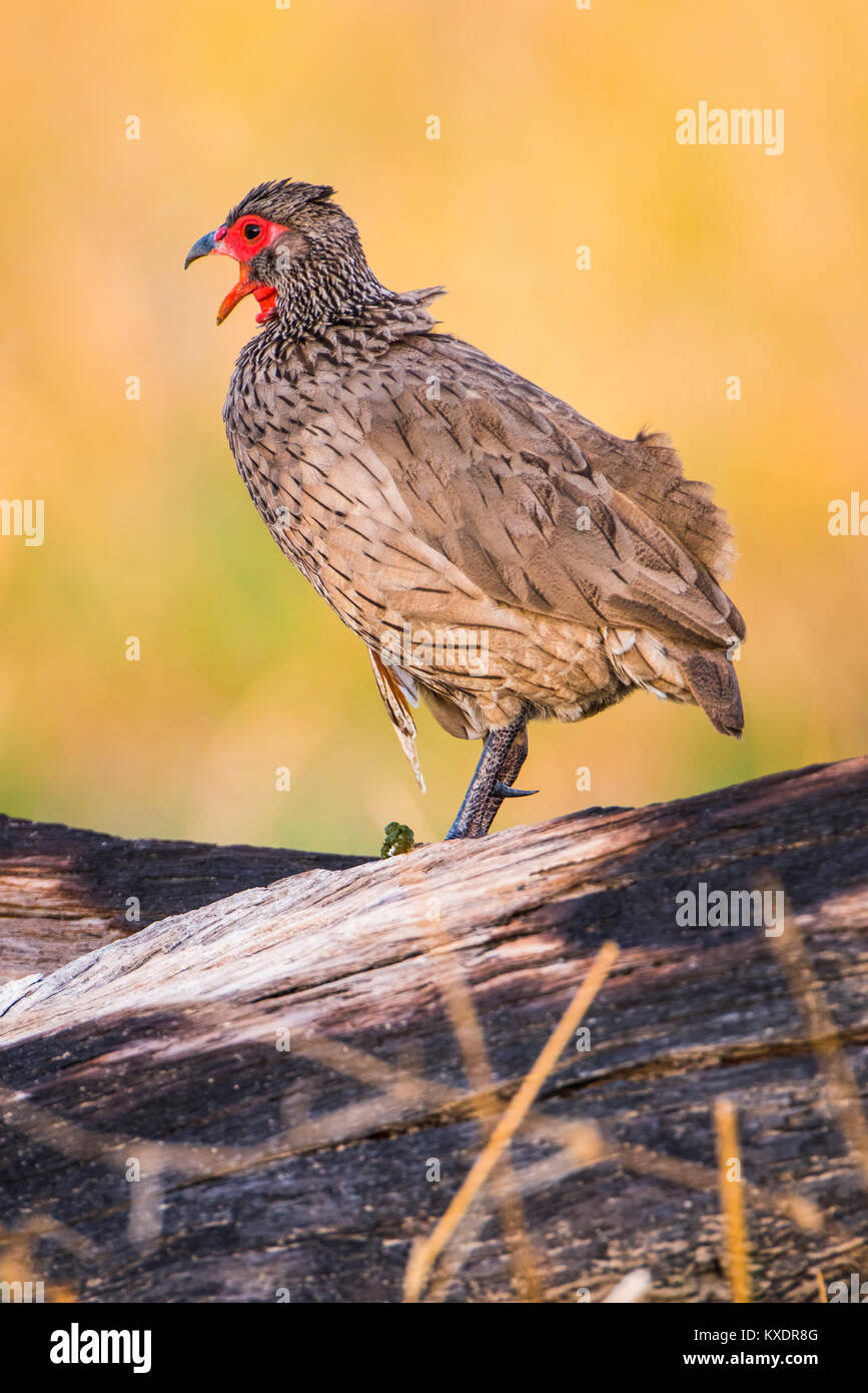 Swainson's spurfowl (Francolinus swainsonii), chiamando, Chobe National Park, Savuti, Chobe District, Botswana Foto Stock