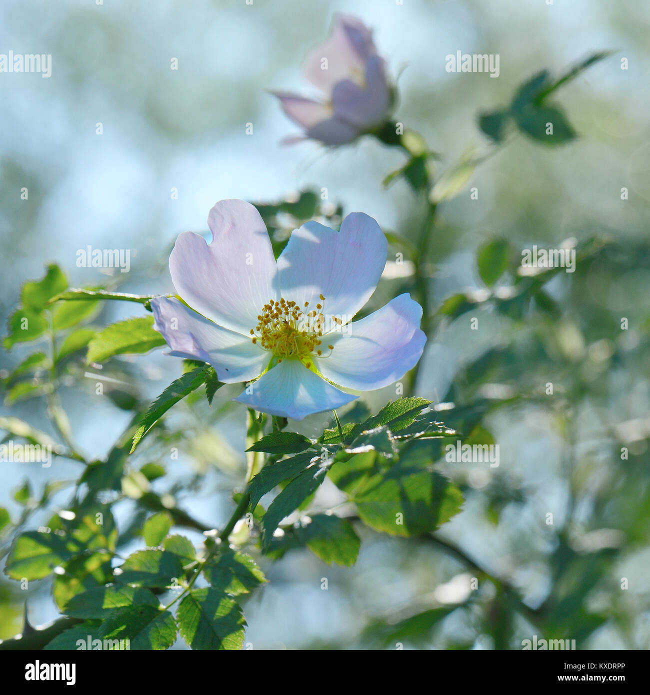 La fioritura del cane rosa (Rosa canina), Basso Reno, Nord Reno ...