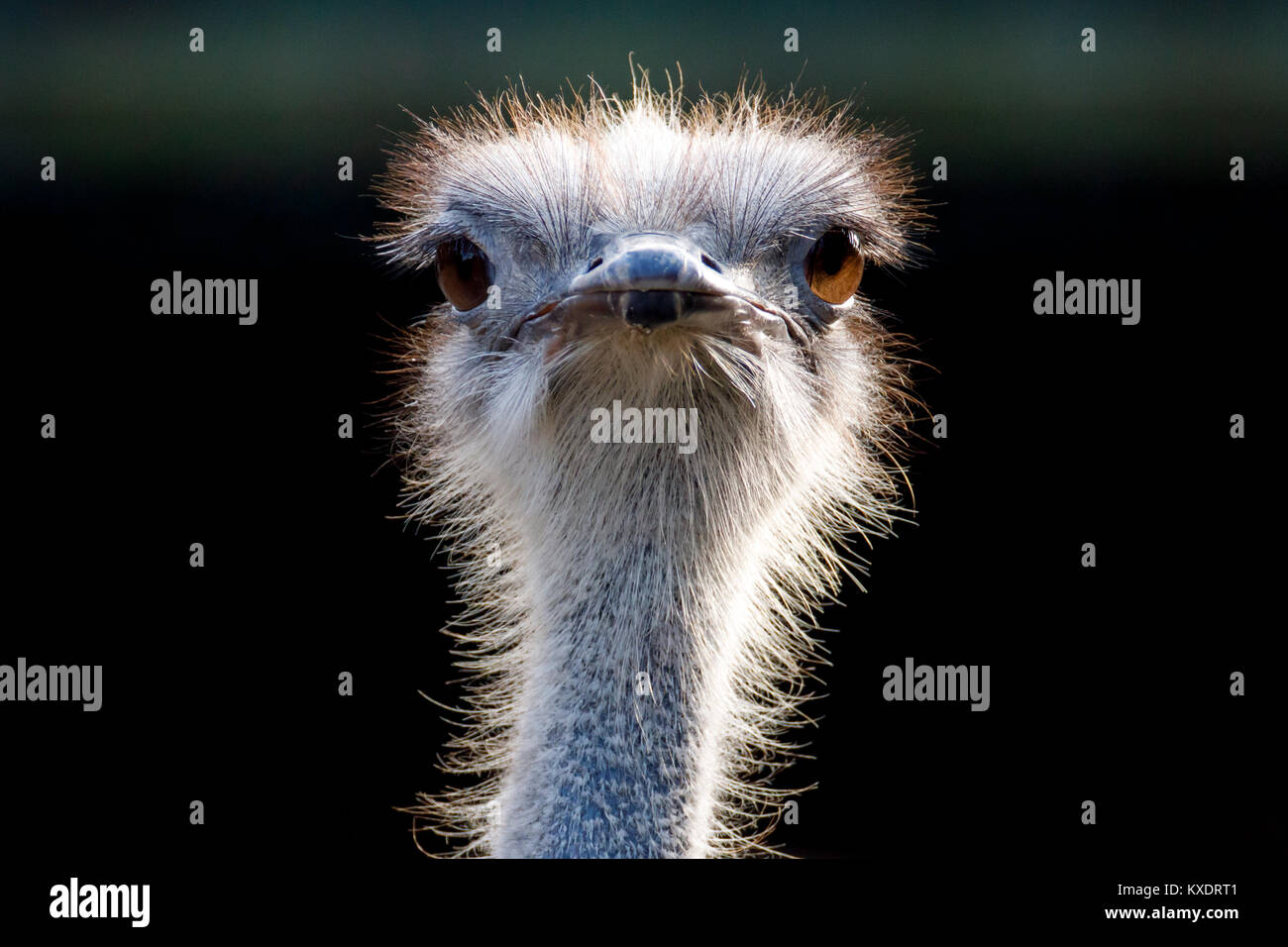 (Struzzo Struthio camelus), ritratto, captive, Germania Foto Stock