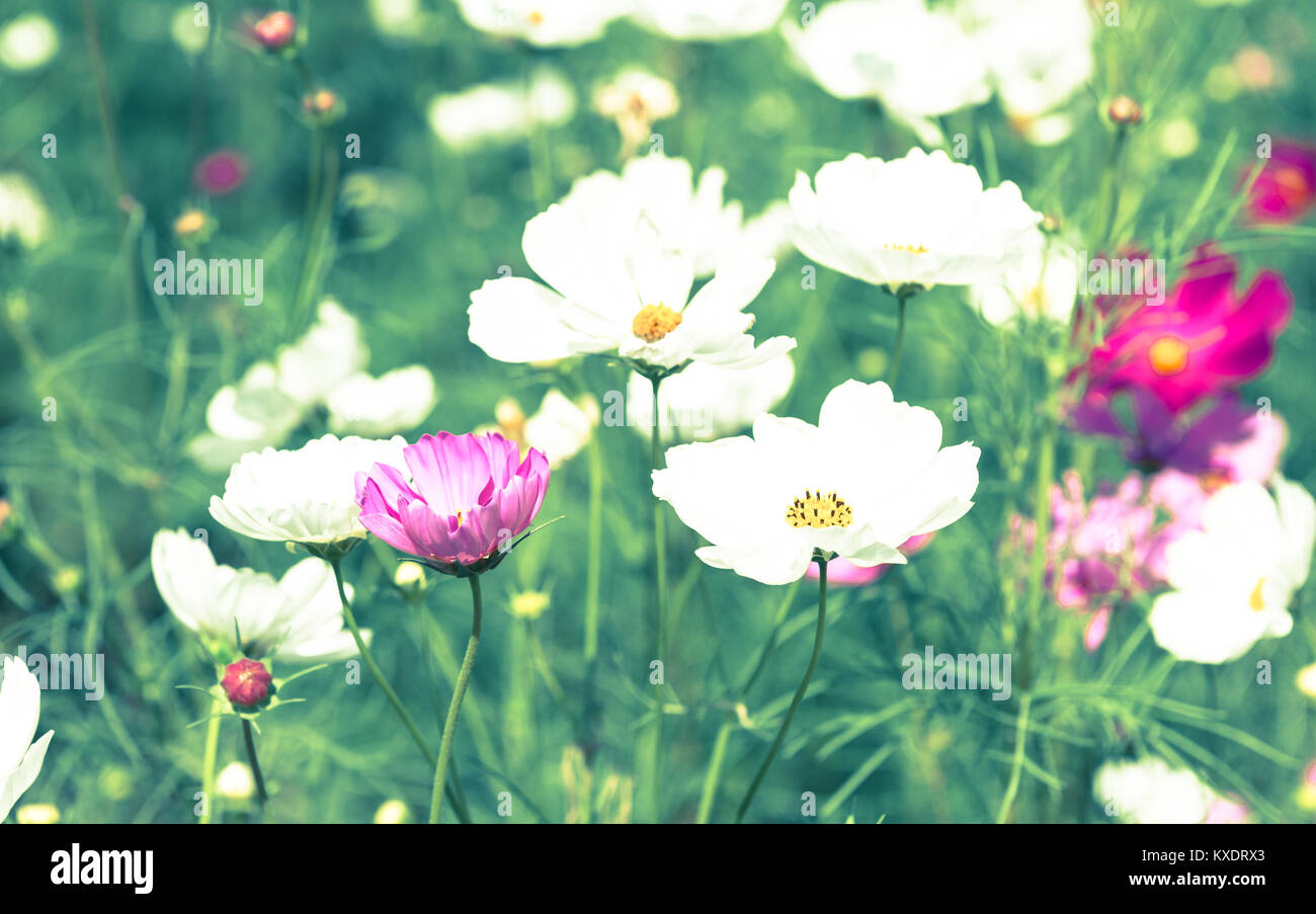 Close-up del cosmo colorati fiori che sbocciano in tono vintage Foto Stock