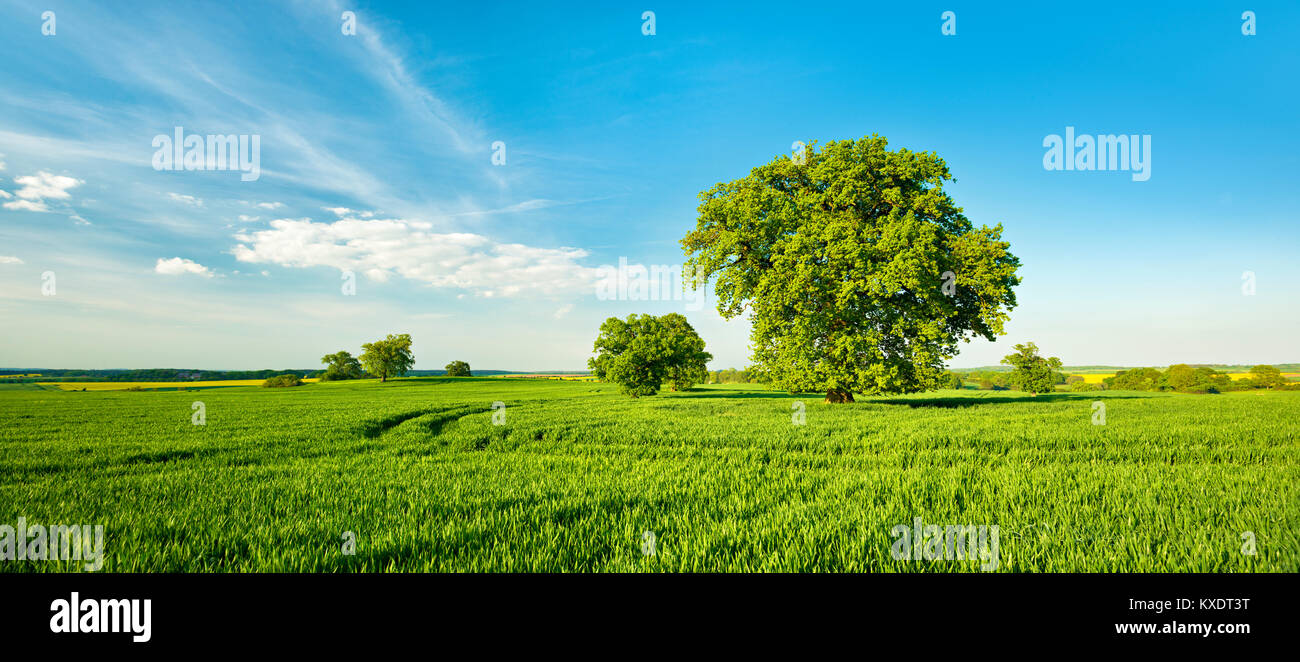 Paesaggio con querce, albero solitario, campo di grano, molla, Mecklenburg Svizzera, Meclemburgo-Pomerania Occidentale, Germania Foto Stock