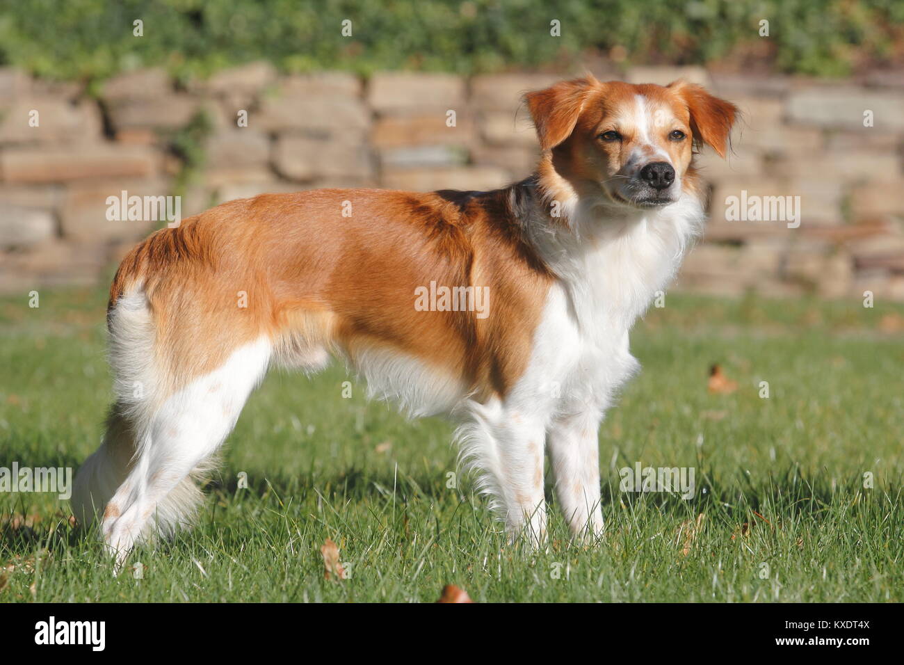 Kromfohrländer dai capelli lisci, maschio 1,5 anni, Nord Reno-Westfalia, Germania Foto Stock