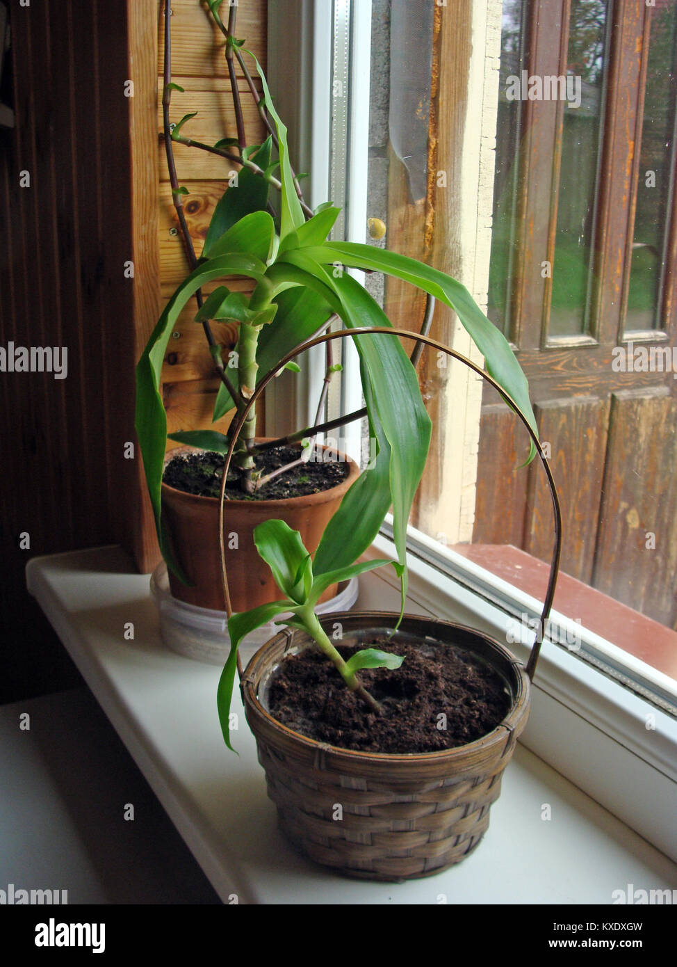 Callisia fragrans comunemente noto come il cestello impianto impianto a catena o pollici di crescita della pianta in vasi di fiori sul davanzale della finestra Foto Stock