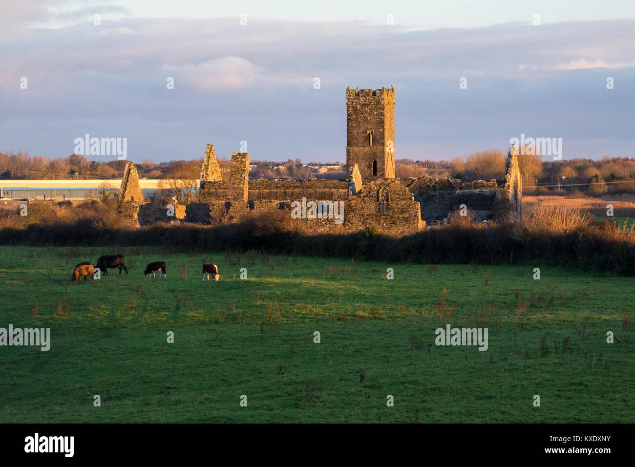 Clare Abbey, rovinato il monastero agostiniano vicino a Ennis, Co. Clare, Irlanda Foto Stock