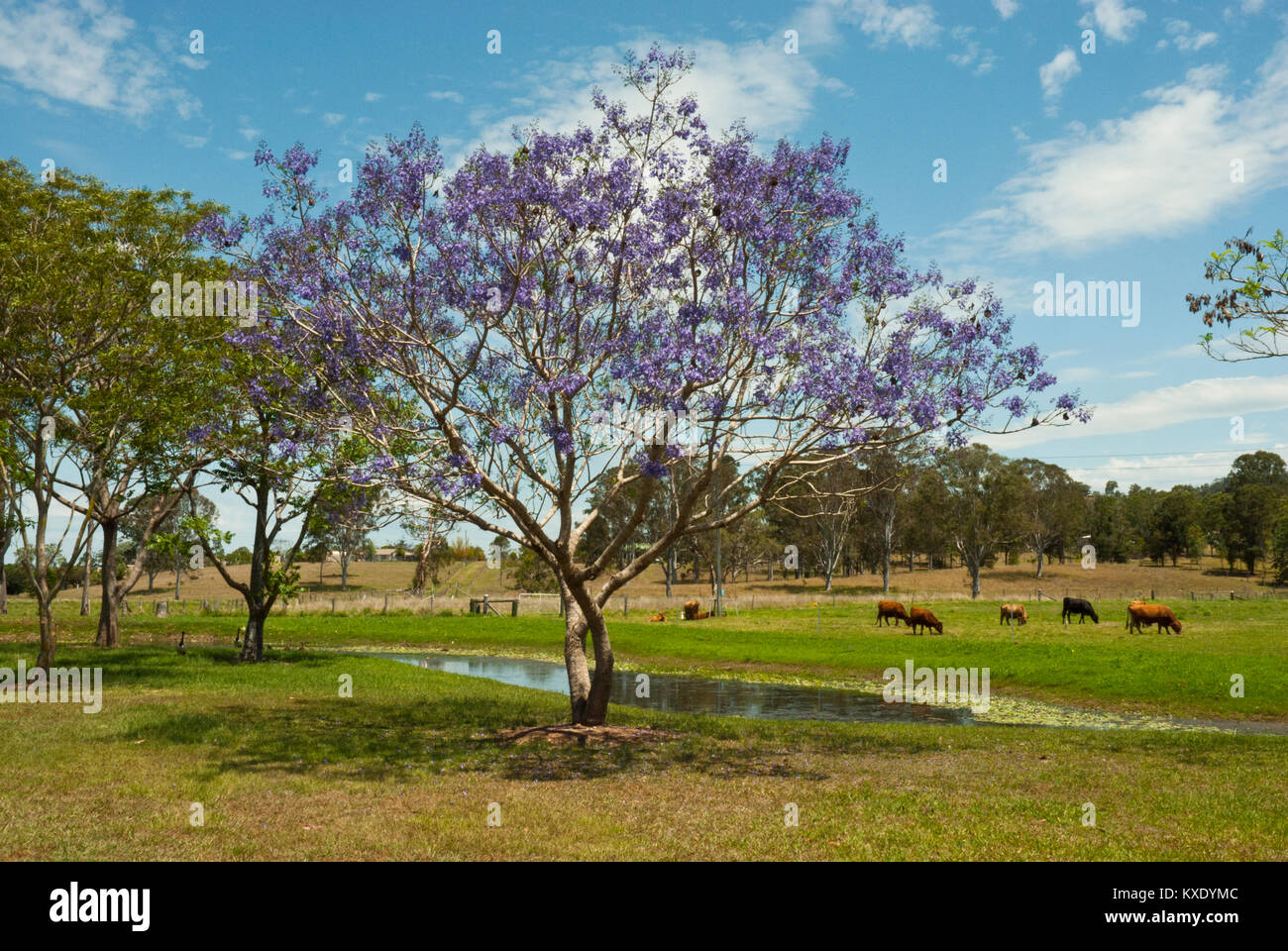Vista pittoresca del bestiame al pascolo, un flusso e la straordinaria fioritura viola jacaranda tree. Primavera / Estate, cieli blu. Foto Stock