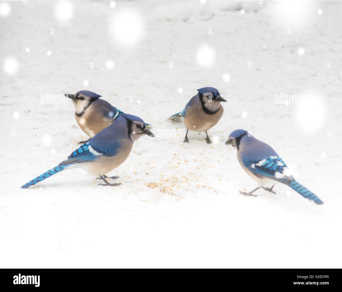 Blue Jay inverno Foto Stock