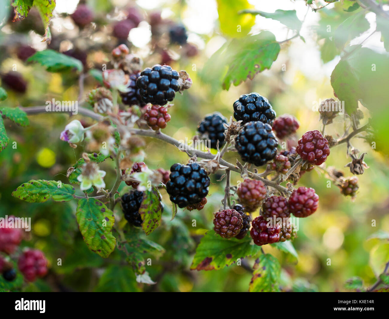 Ribes nero crescente selvatici nella nuova foresta Foto Stock