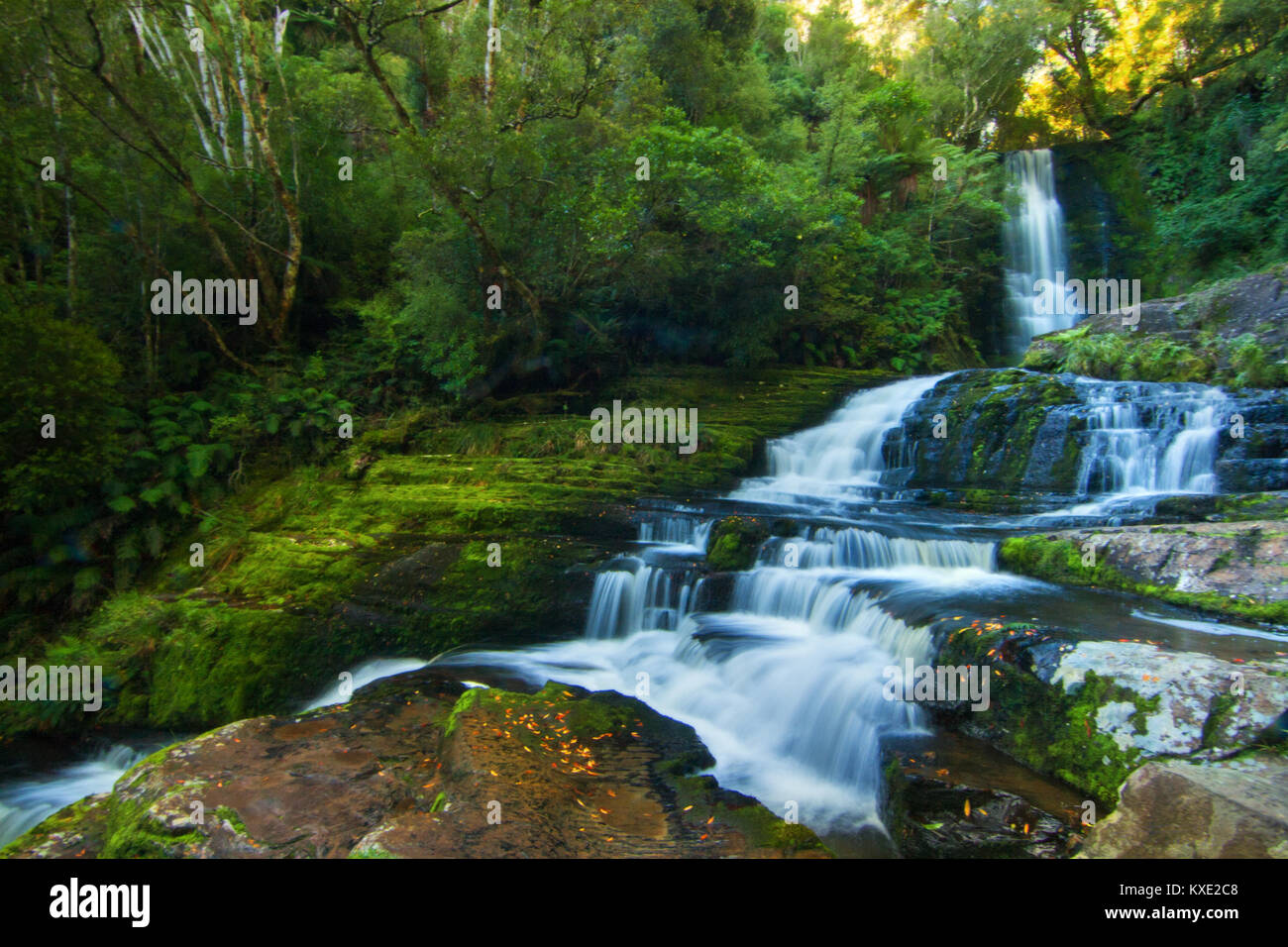 Immacolate Mclean cade nel Catlins, Southland Nuova Zelanda, Catlins Forest Park Foto Stock