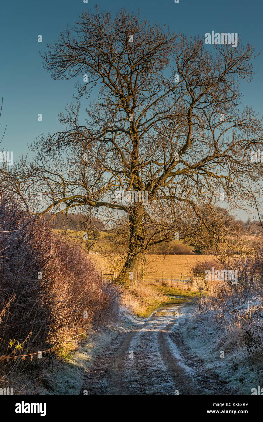 Una matura il frassino su un paese via, illuminati dal tardo pomeriggio di sole invernale mentre frost rimane nell'ombra, con spazio di copia Foto Stock