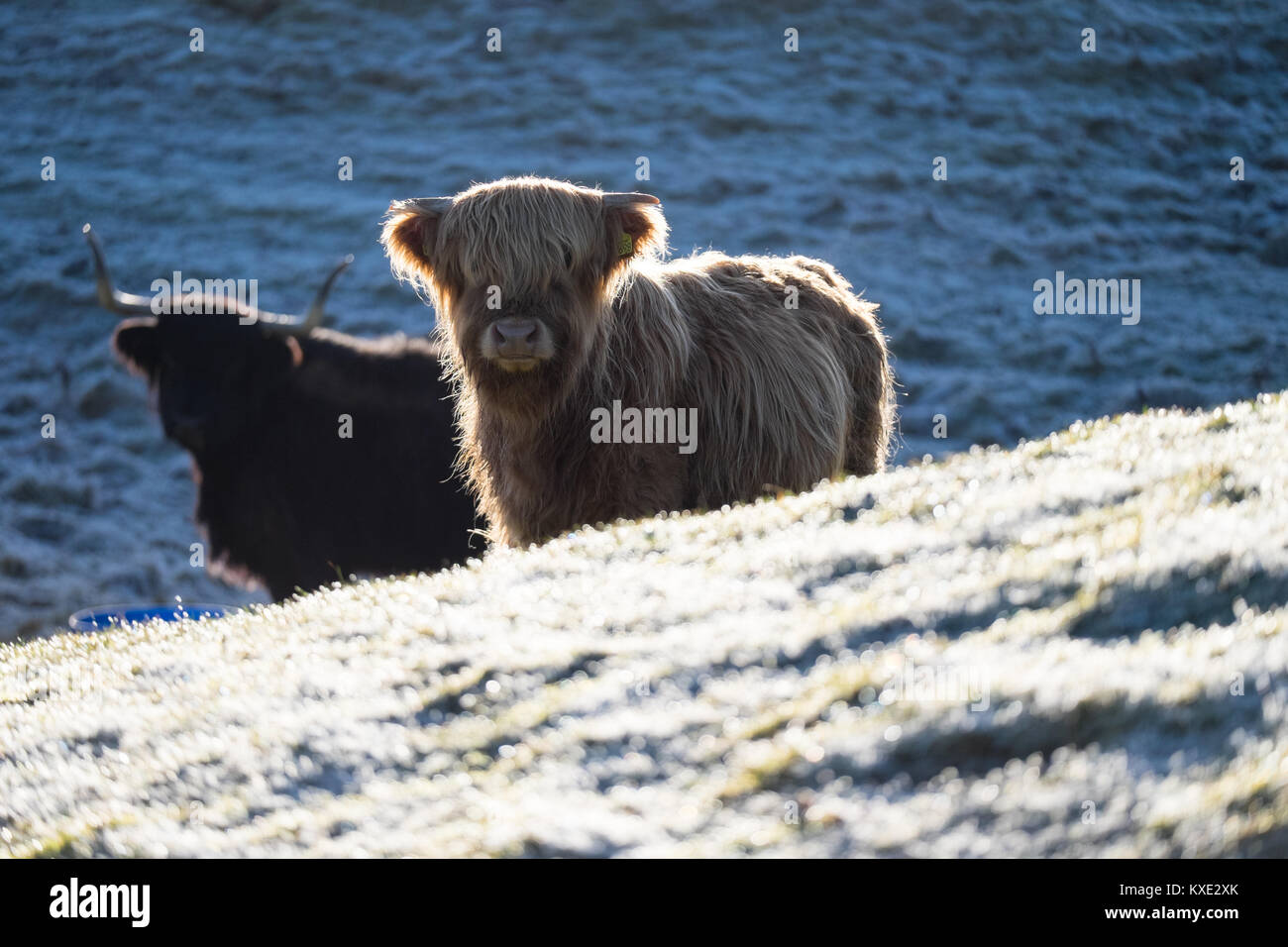 Vitello Angus in inverno Foto Stock
