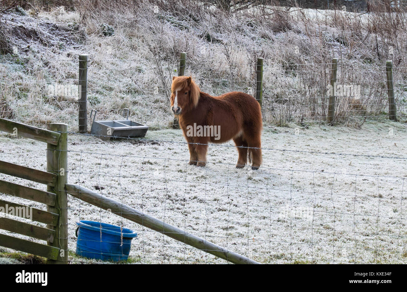 Pony in inverno Foto Stock