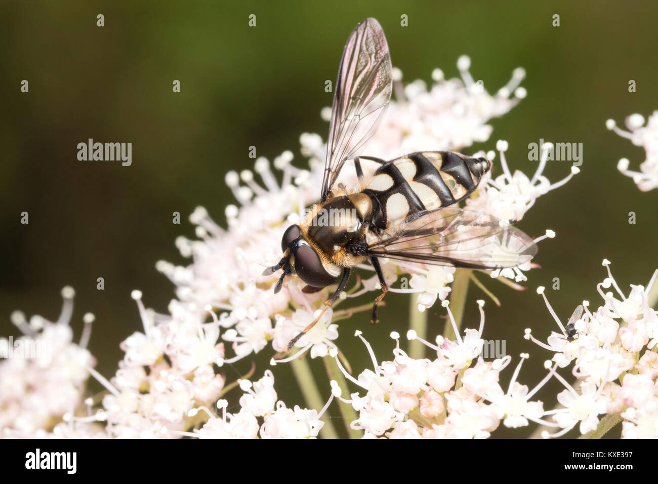 Hoverfly (Didea fasciata) alimentazione su umbellifer fiore in habitat boschivo. Cahir, Tipperary, Irlanda. Foto Stock
