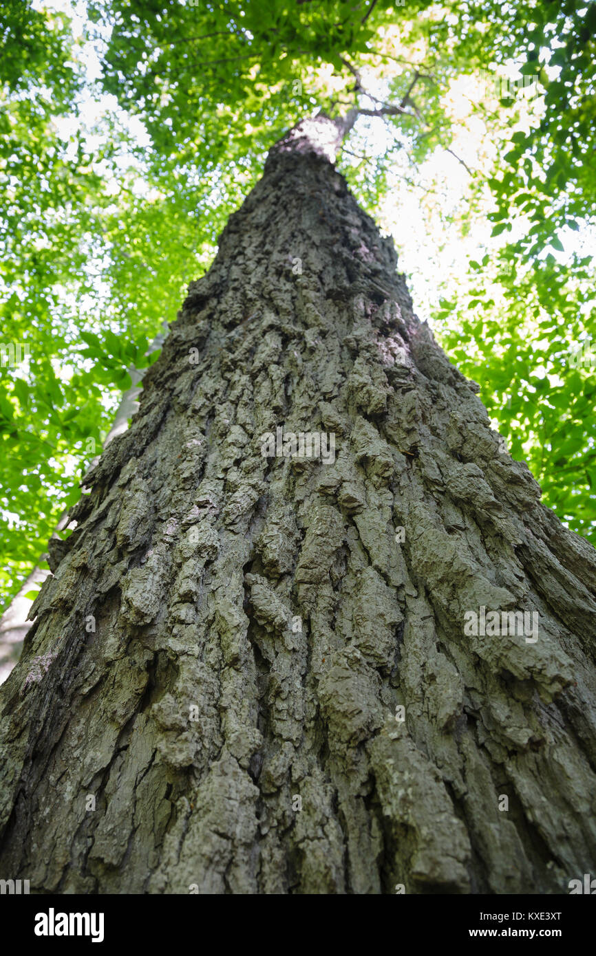 Vecchio zucchero acero in una regione del nord della Foresta di latifoglie lungo il Saco River Trail a Crawford tacca parco dello stato del New Hampshire White Mountains durante Foto Stock