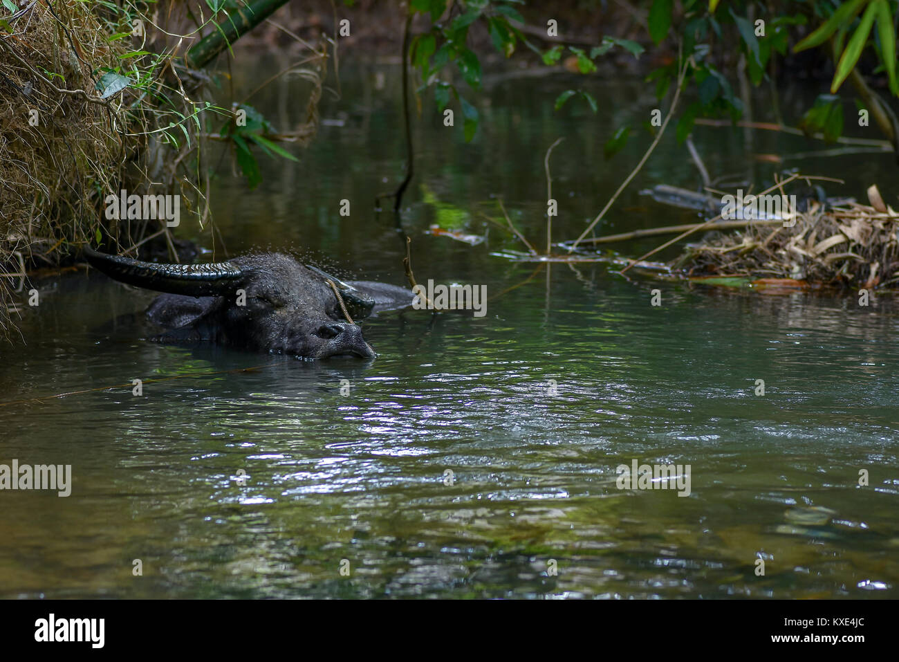 Un maschio adulto bufalo d'acqua raffreddamento immersi in un paesaggio asiatico fiume. Foto Stock