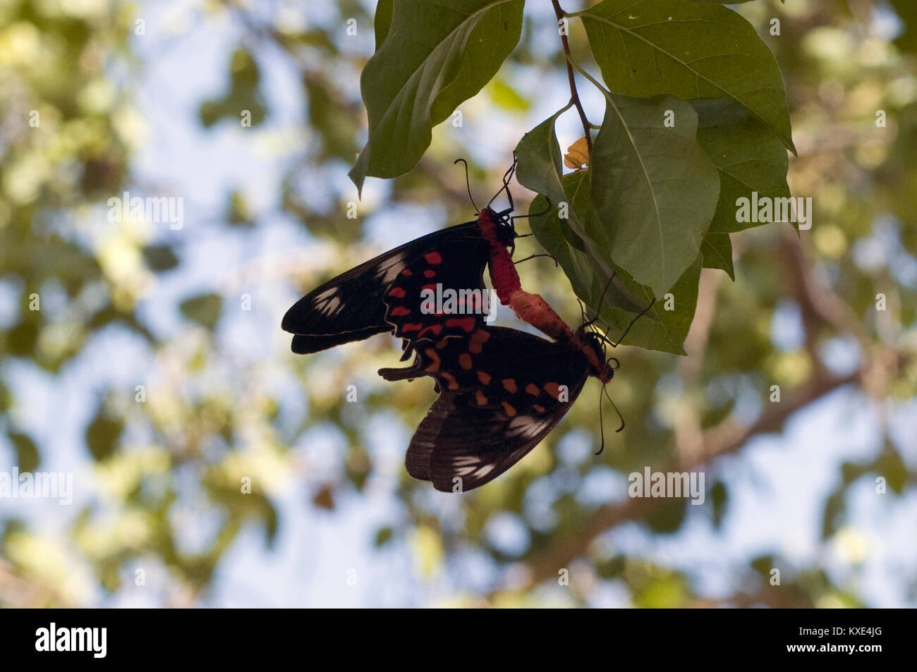 Crimson Rose farfalle coniugata in India (Atrophaneura hector) Foto Stock