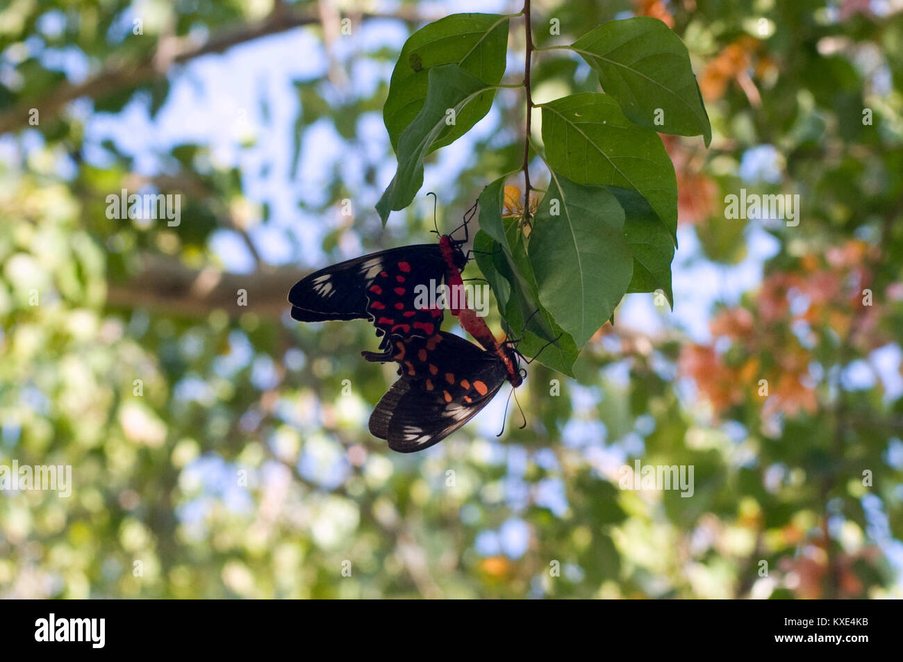 Crimson Rose farfalle coniugata in India (Atrophaneura hector) Foto Stock