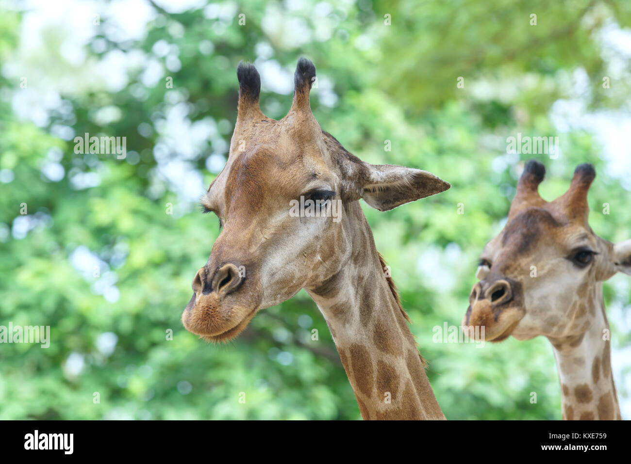 Ritratto di una giraffa con un lungo collo e testa di divertenti aiuta l'animale trovare cibo sui rami alti per aiutarli a sopravvivere nel mondo naturale. Foto Stock