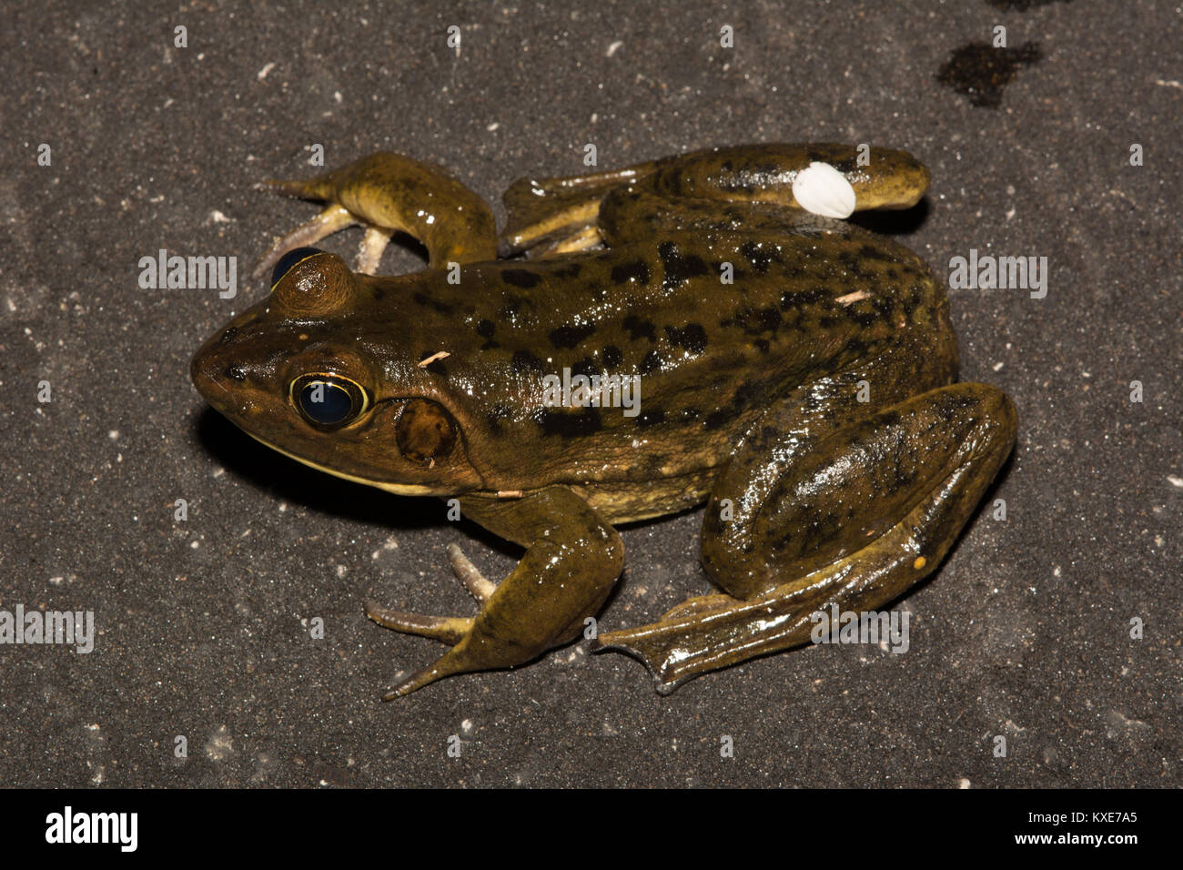 Maiale (Rana Lithobates grylio) da Miami-Dade County, Florida, Stati Uniti d'America. Foto Stock