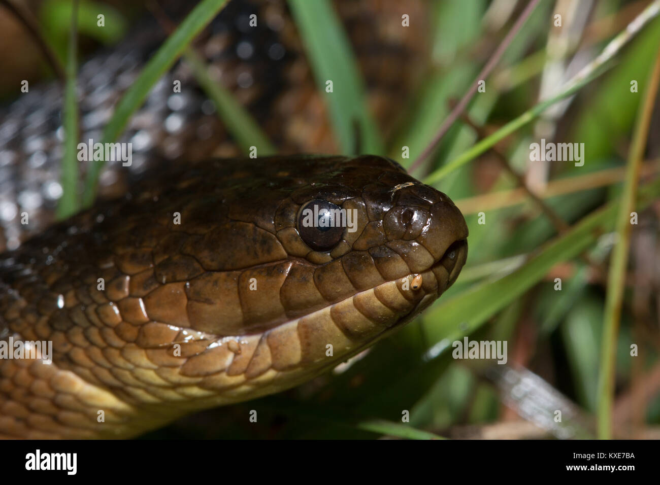 Florida Green Watersnake (Nerodia floridana) da Miami-Dade County, Florida, Stati Uniti d'America. Foto Stock