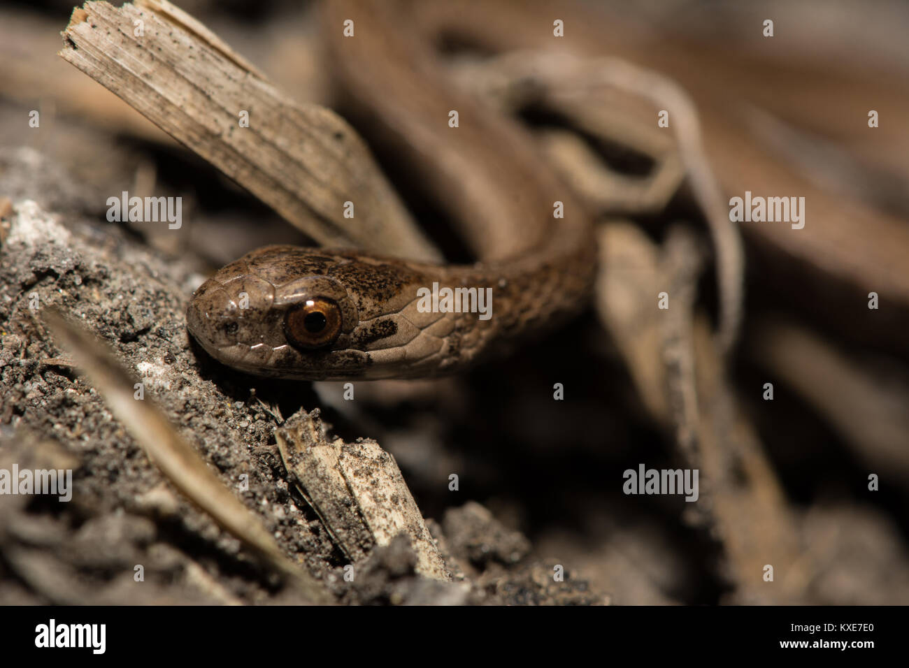 Florida Brownsnake (Storeria victa) da Miami-Dade County, Florida, Stati Uniti d'America. Foto Stock