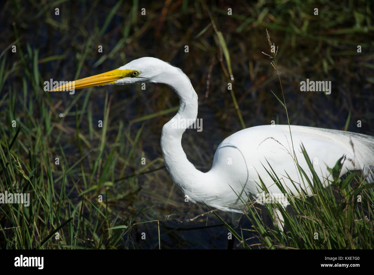 Airone bianco maggiore (Ardea alba) da Miami-Dade County, Florida, Stati Uniti d'America. Foto Stock