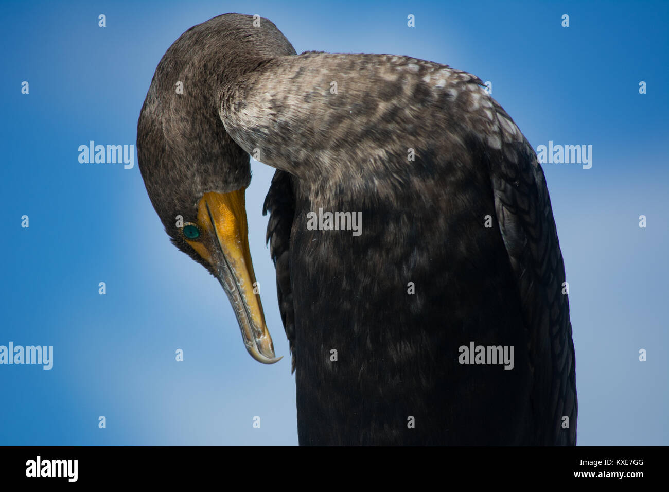 Double-crested cormorano (Phalacrocorax auritus) da Miami-Dade County, Florida, Stati Uniti d'America. Foto Stock