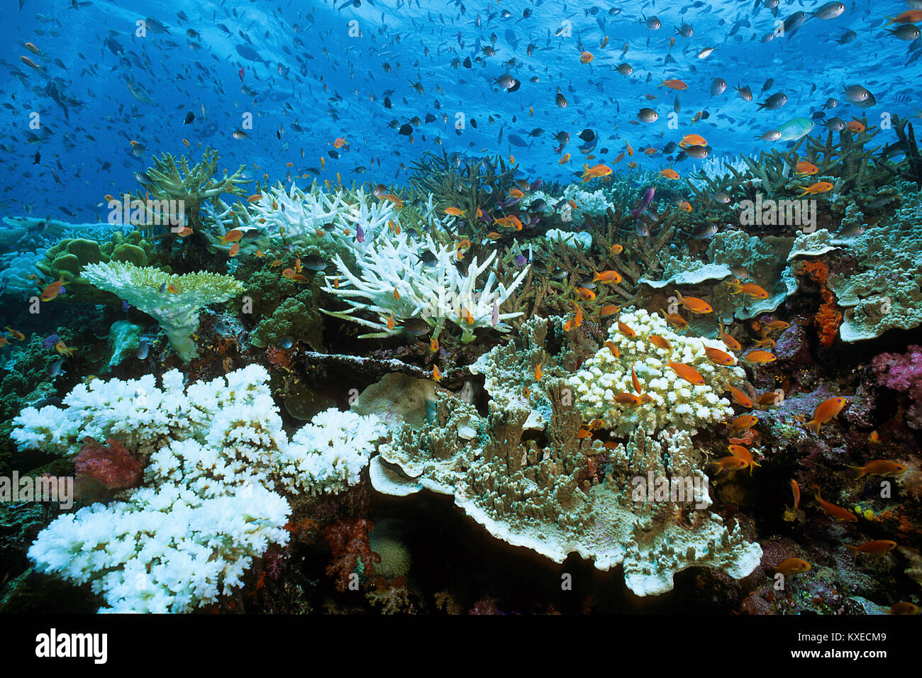 Imbianchiti staghorn coralli, sbianca di corallo, le conseguenze del surriscaldamento globale, Coral reef a isole Fiji, South Sea, oceano pacifico Foto Stock