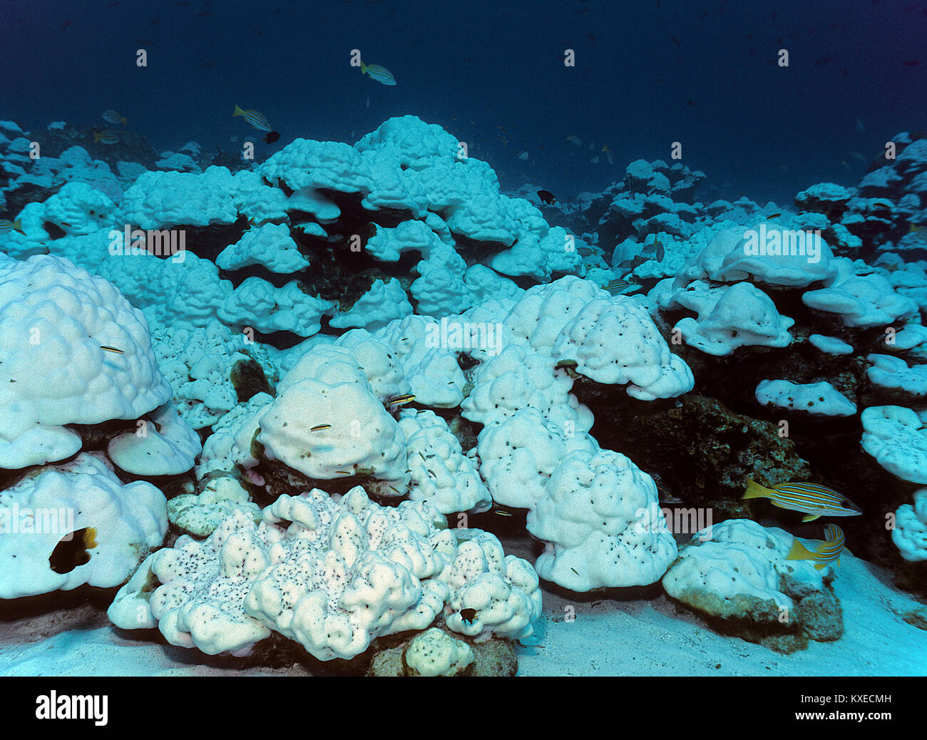 Imbianchiti lobi coralli dei pori (Porites lobata). dello sbiancamento dei coralli, le conseguenze del surriscaldamento globale, della Grande Barriera Corallina, Australia, oceano pacifico Foto Stock