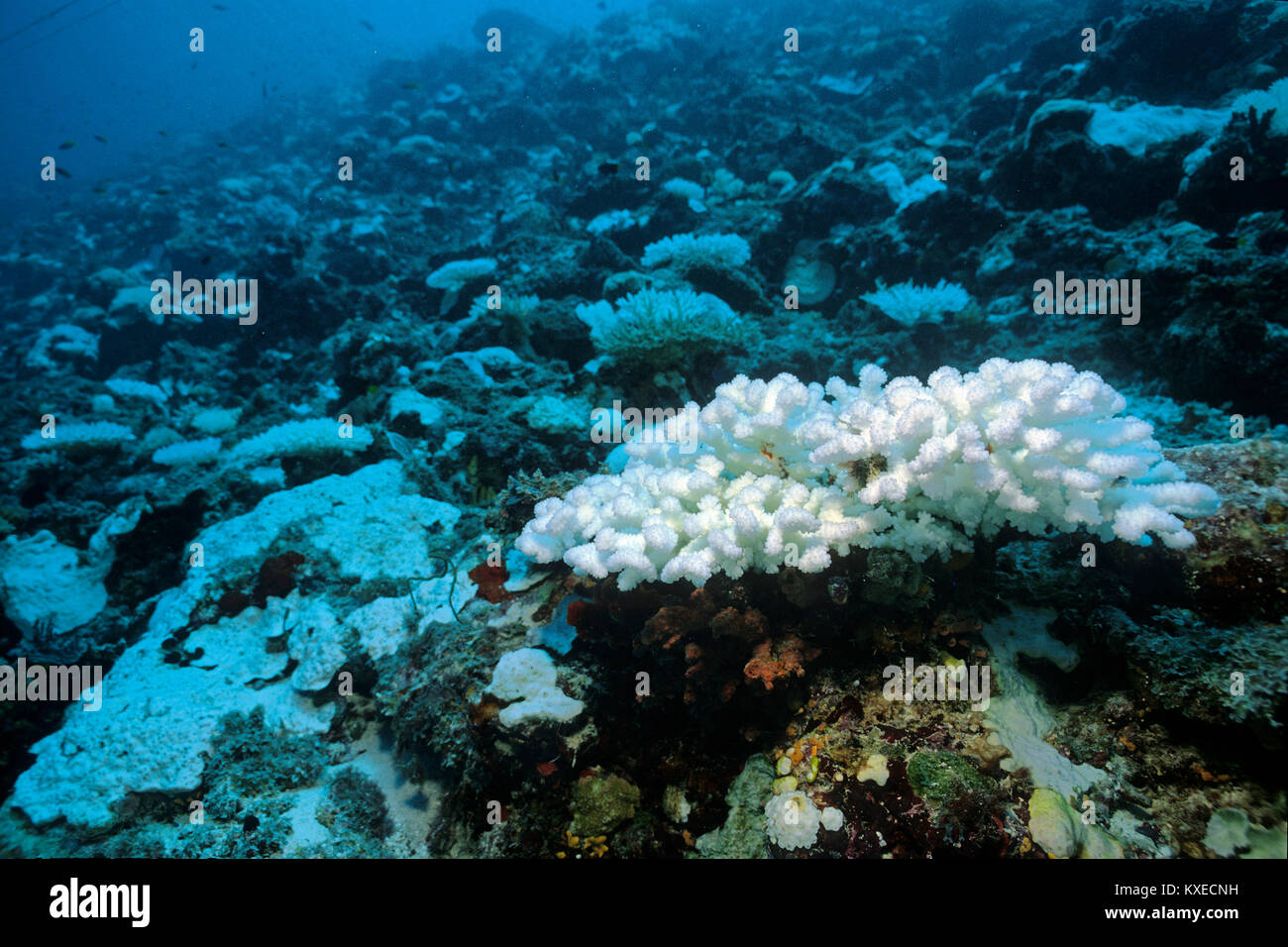 Imbianchiti Corallo Pietra, sbianca di corallo, le conseguenze del surriscaldamento globale, Coral reef a isole delle Maldive, Oceano Indiano, Asia Foto Stock