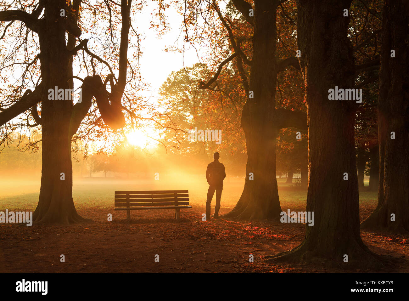 Uomo in piedi da una panca, godendo di una nebbia di mattina di autunno in un parco. Foto Stock