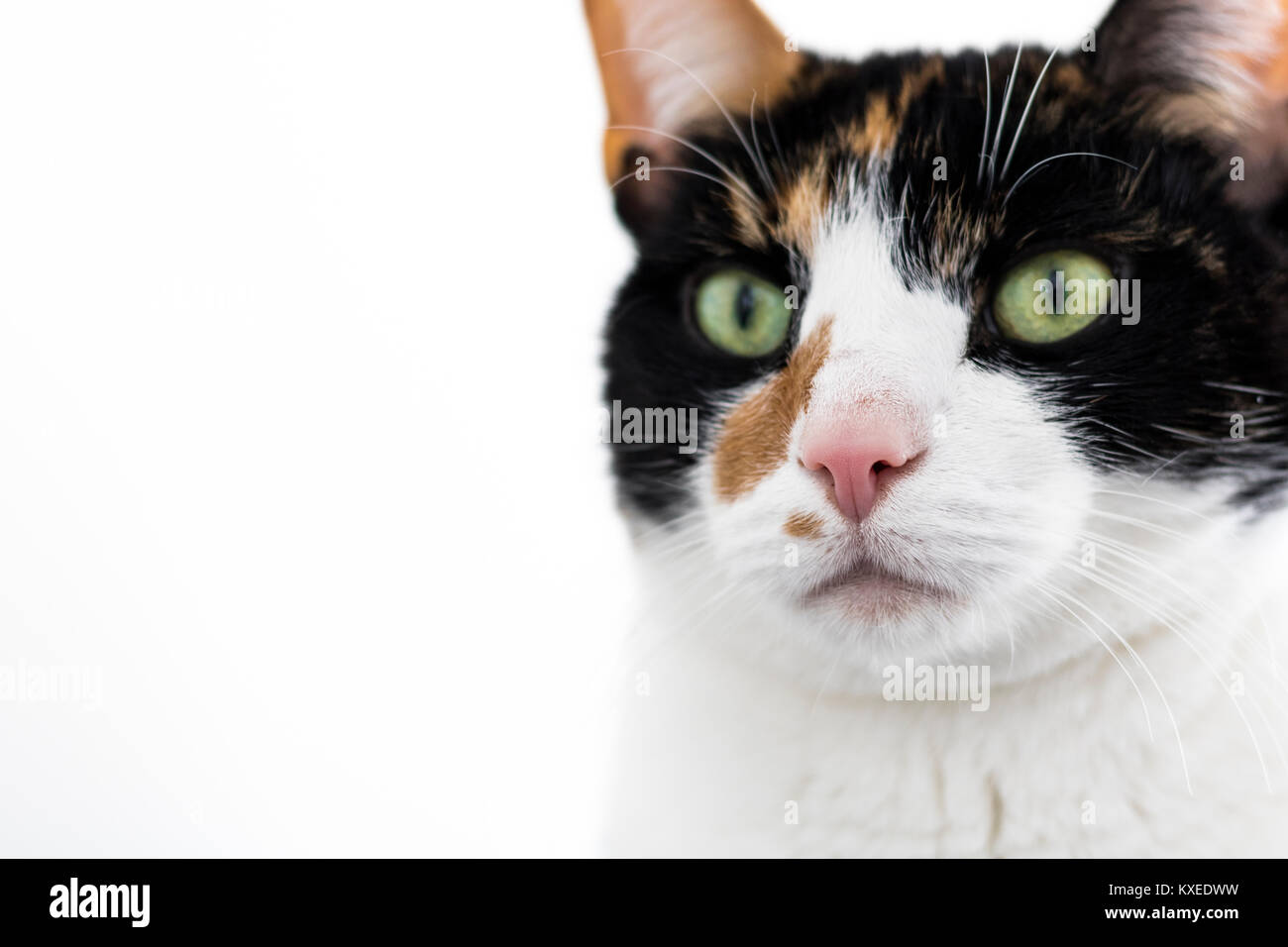 Gatta Calico cercando off a distanza Foto Stock