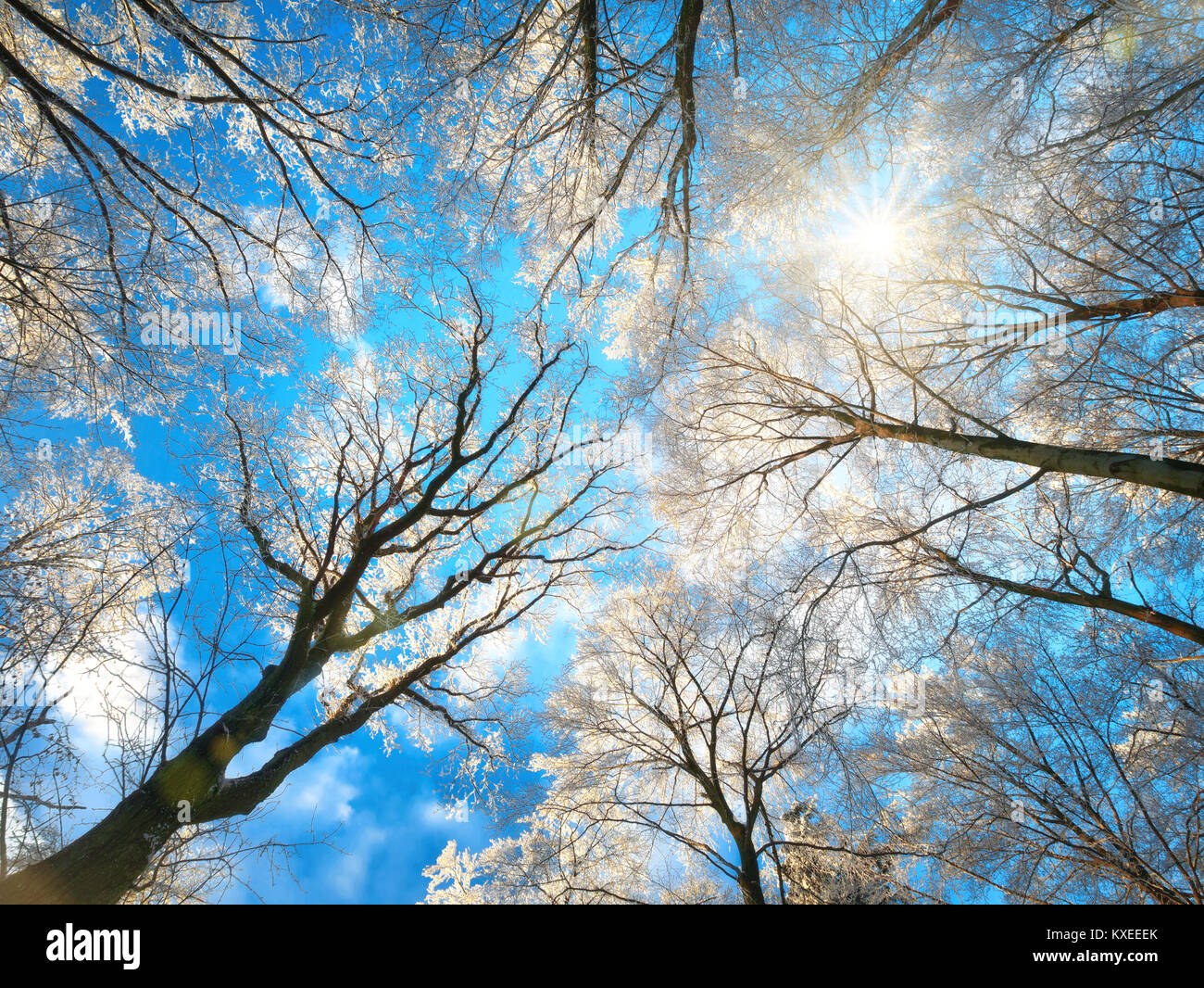 Foresta in inverno con Snow White treetops contro il blu profondo del cielo e il sole, worm eye Foto Stock