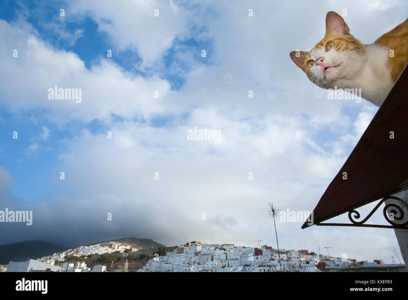 Street cat sul tetto sopra il cielo blu di Tetuan, Marocco Foto Stock