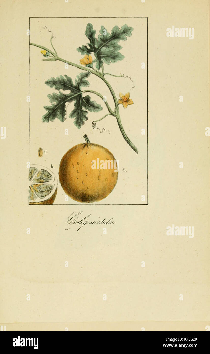 Il piatto 20 dell'"album de la flora medica-farmacéutica, industriale, Indígena y exótica" presenta varie specie vegetali, illustrandone gli usi in medicina, industria e pratiche indigene, nonché specie esotiche con proprietà medicinali. Foto Stock