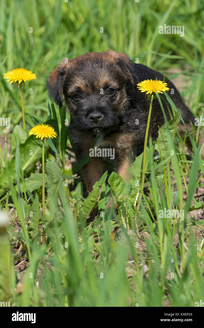 Border Terrier cucciolo, 7 settimane, in Prato Foto Stock