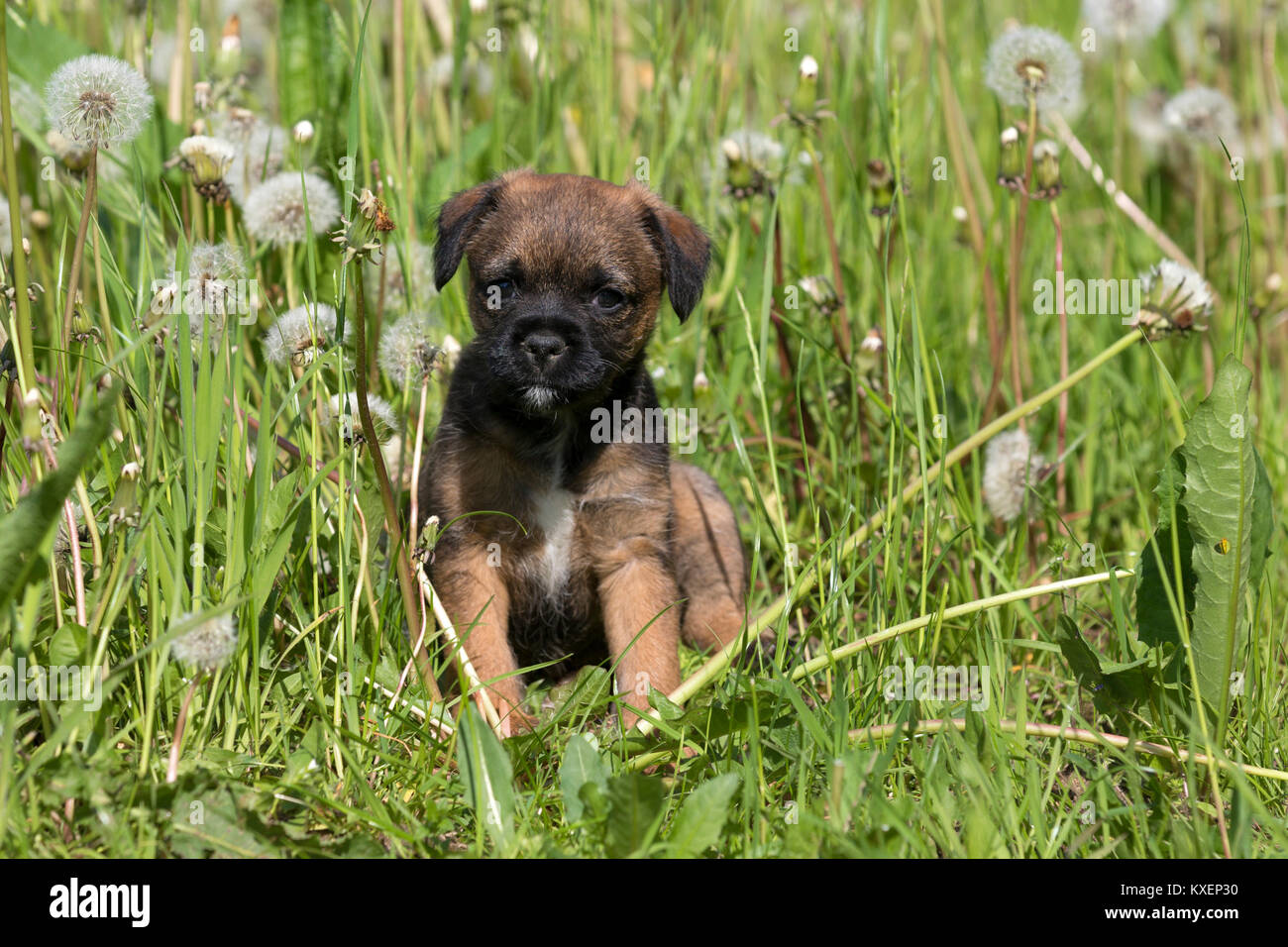 Border Terrier cucciolo, 7 settimane, in Prato Foto Stock