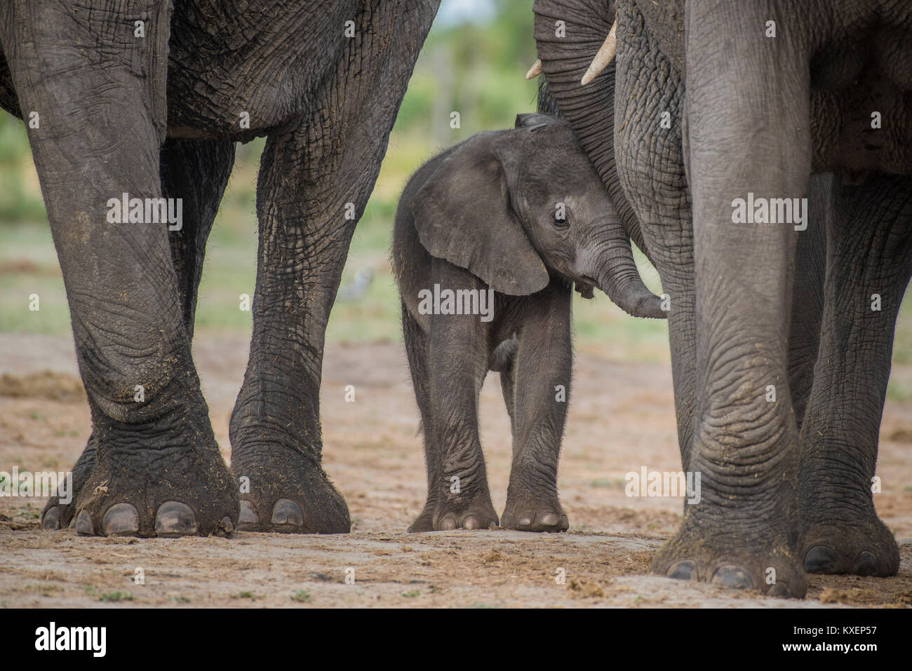 Elefante africano (Loxodonta africana), un paio di giorni di vitello, di Chobe National Park - Chobe District, Botswana Foto Stock